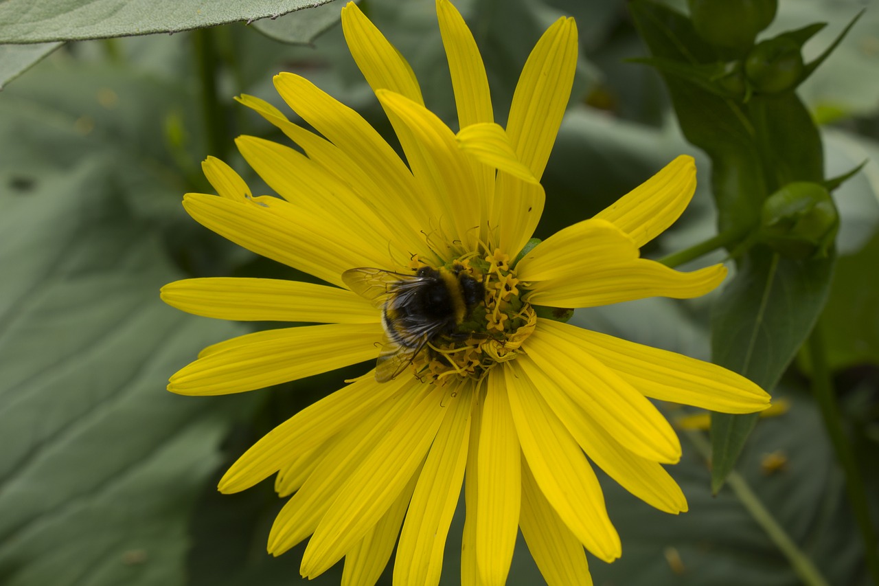 sun flower bee garden free photo