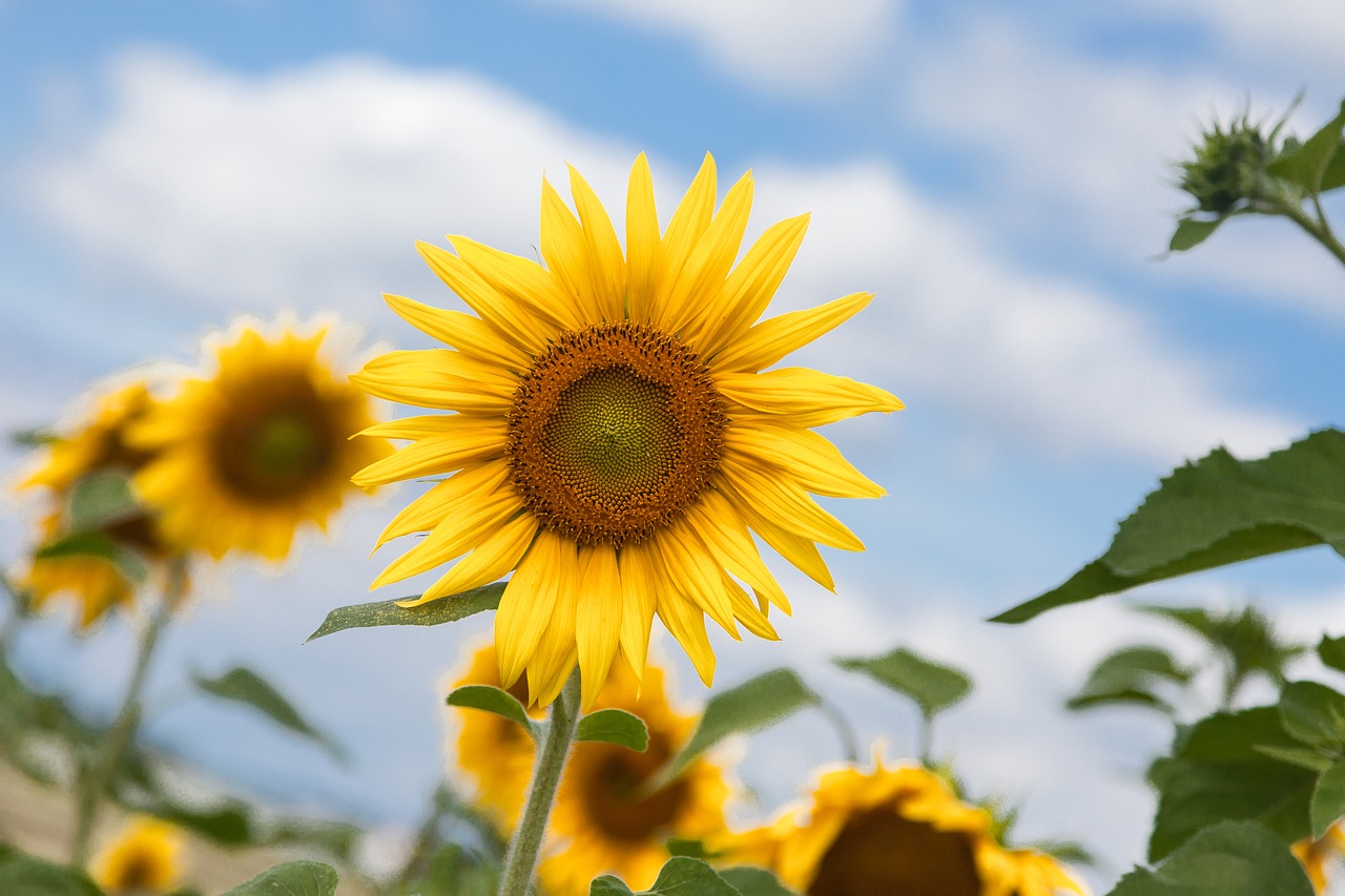 sun flower yellow summer free photo