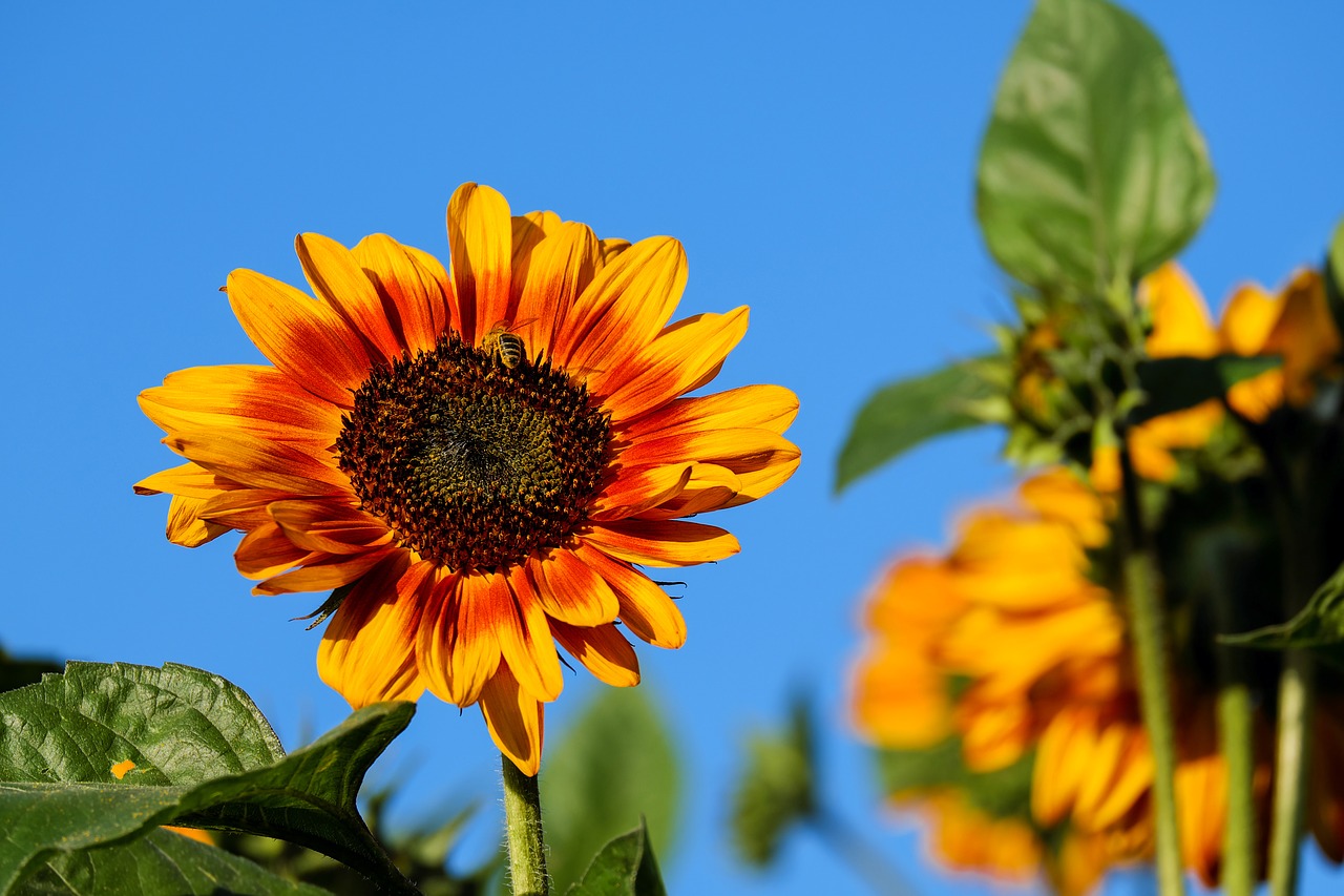 sun flower flower flowers free photo