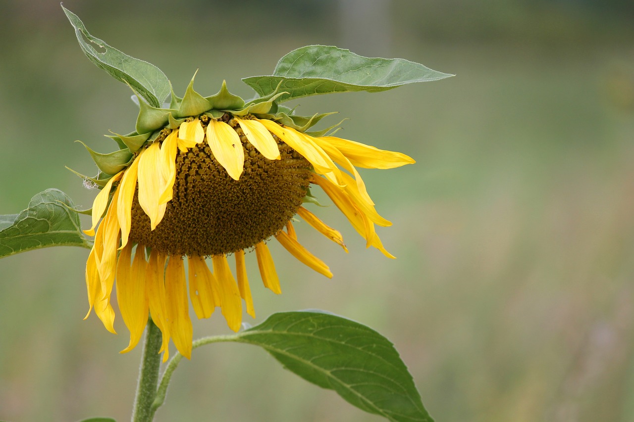 sun flower blossom bloom free photo