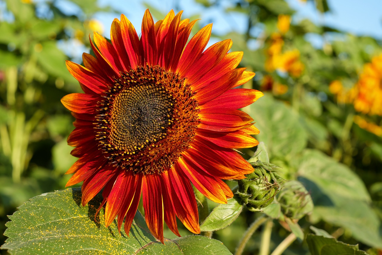 sun flower flower blossom free photo