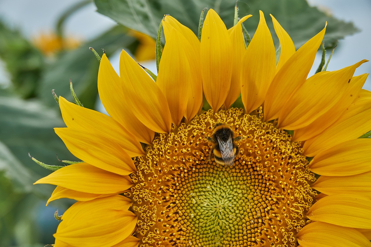 sun flower bee plant free photo