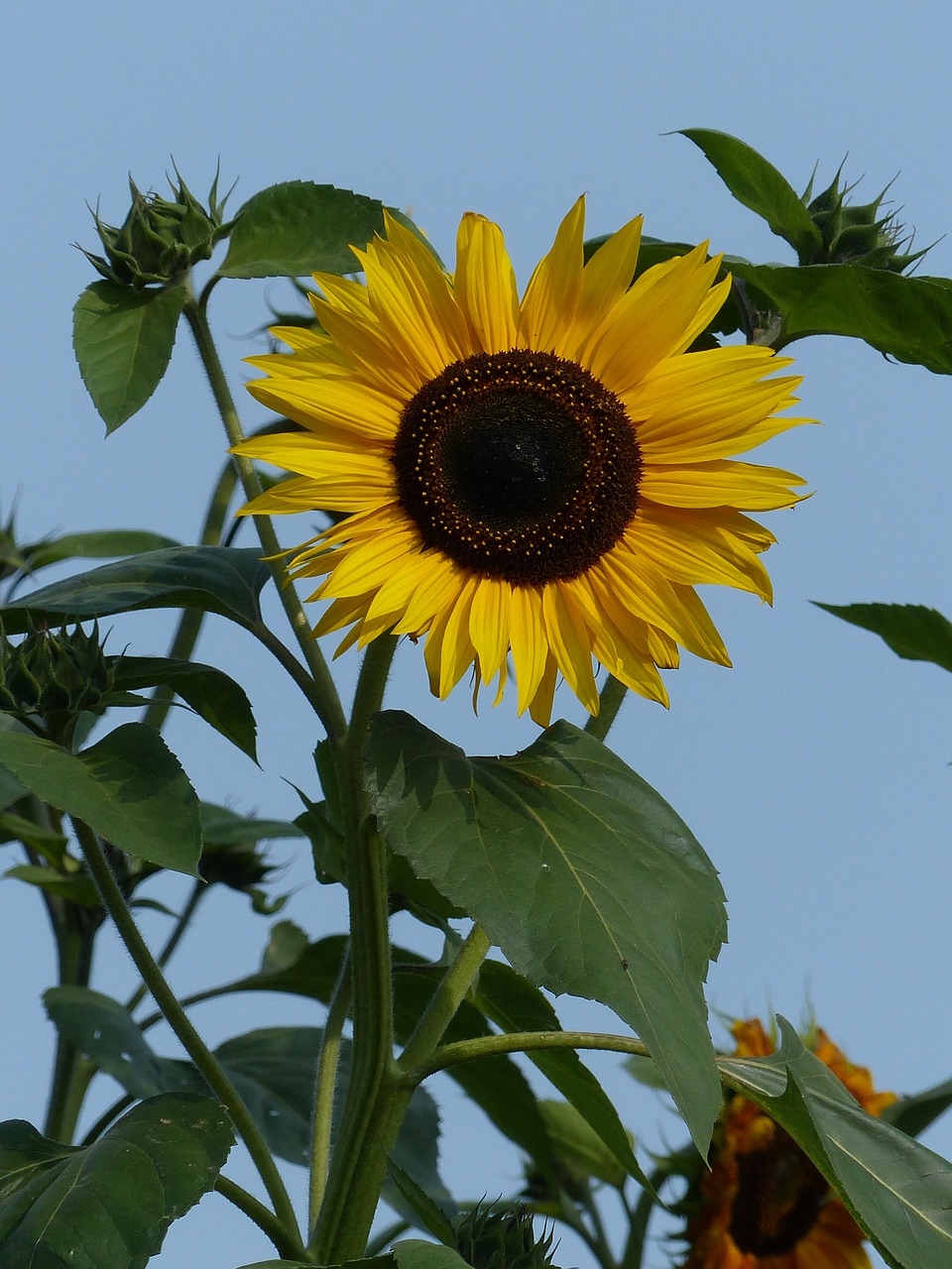 sun flower flower yellow free photo