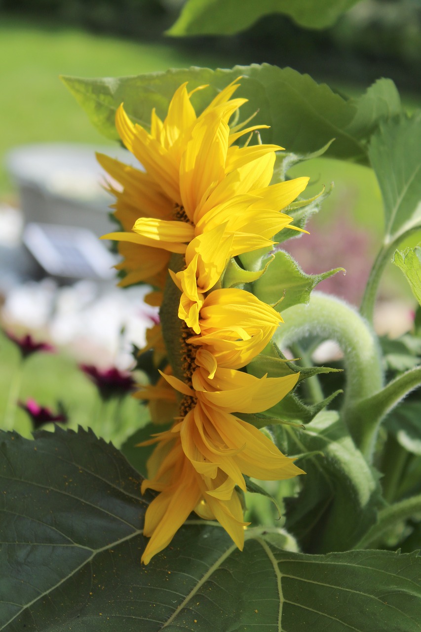 sun flower summer yellow free photo