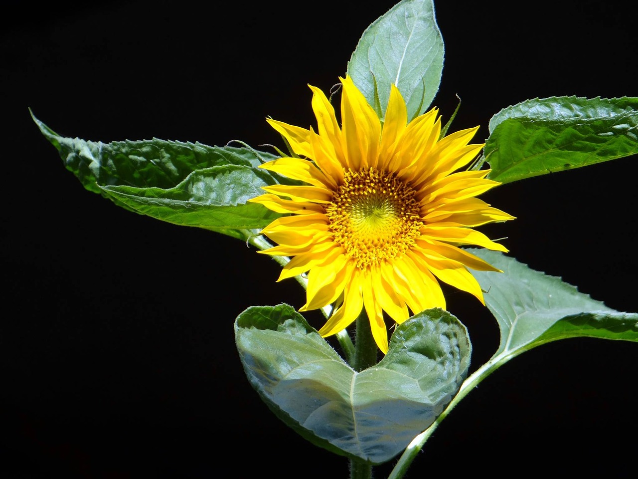 sun flower bright summer flower free photo