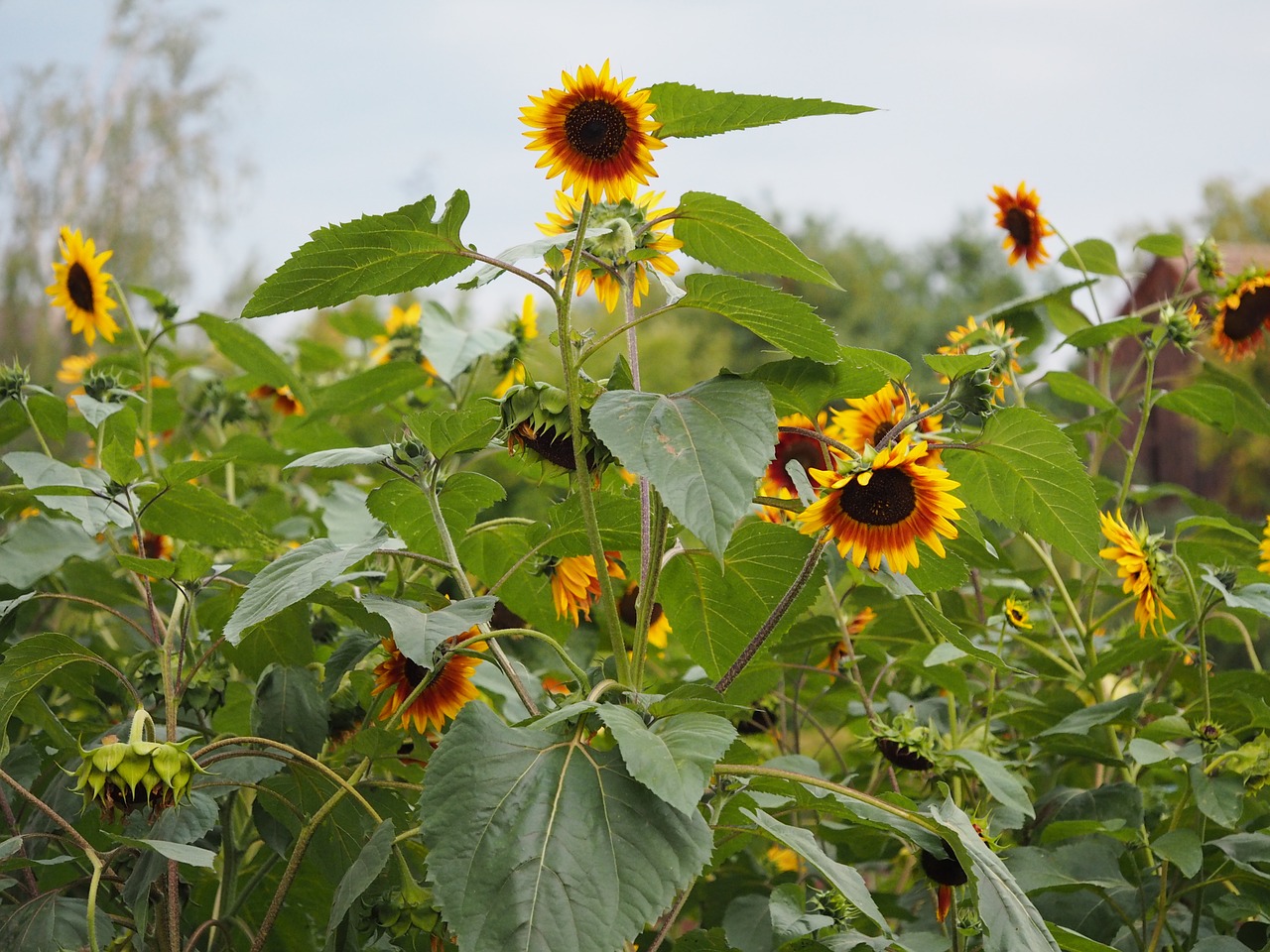 sun flower nature yellow free photo