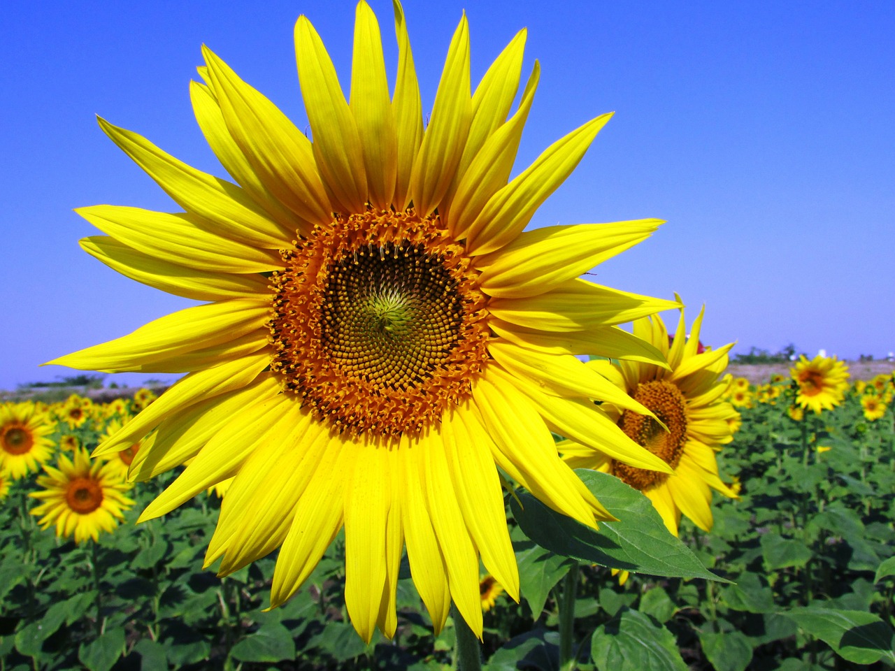 sun flower flower blossom free photo