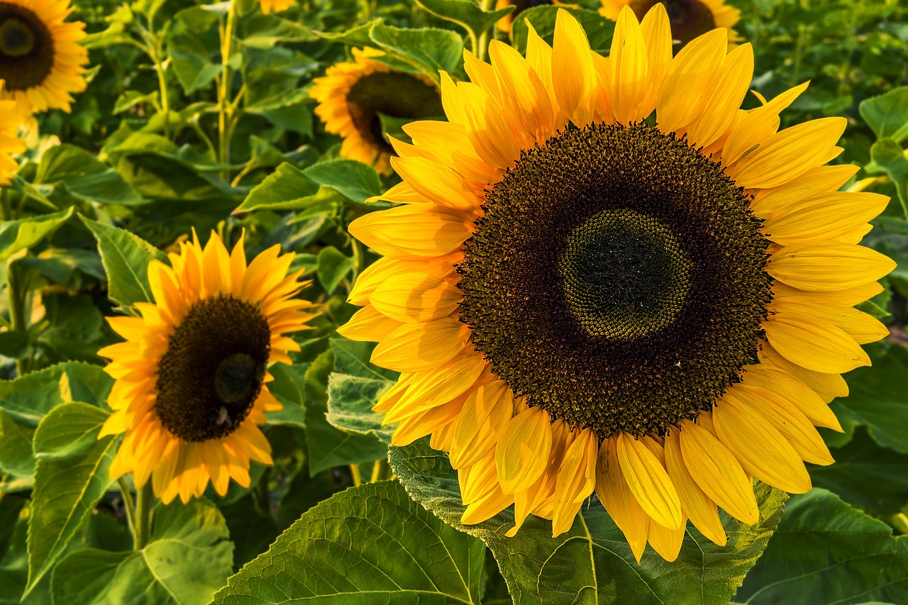 sun flower summer sunflower field free photo