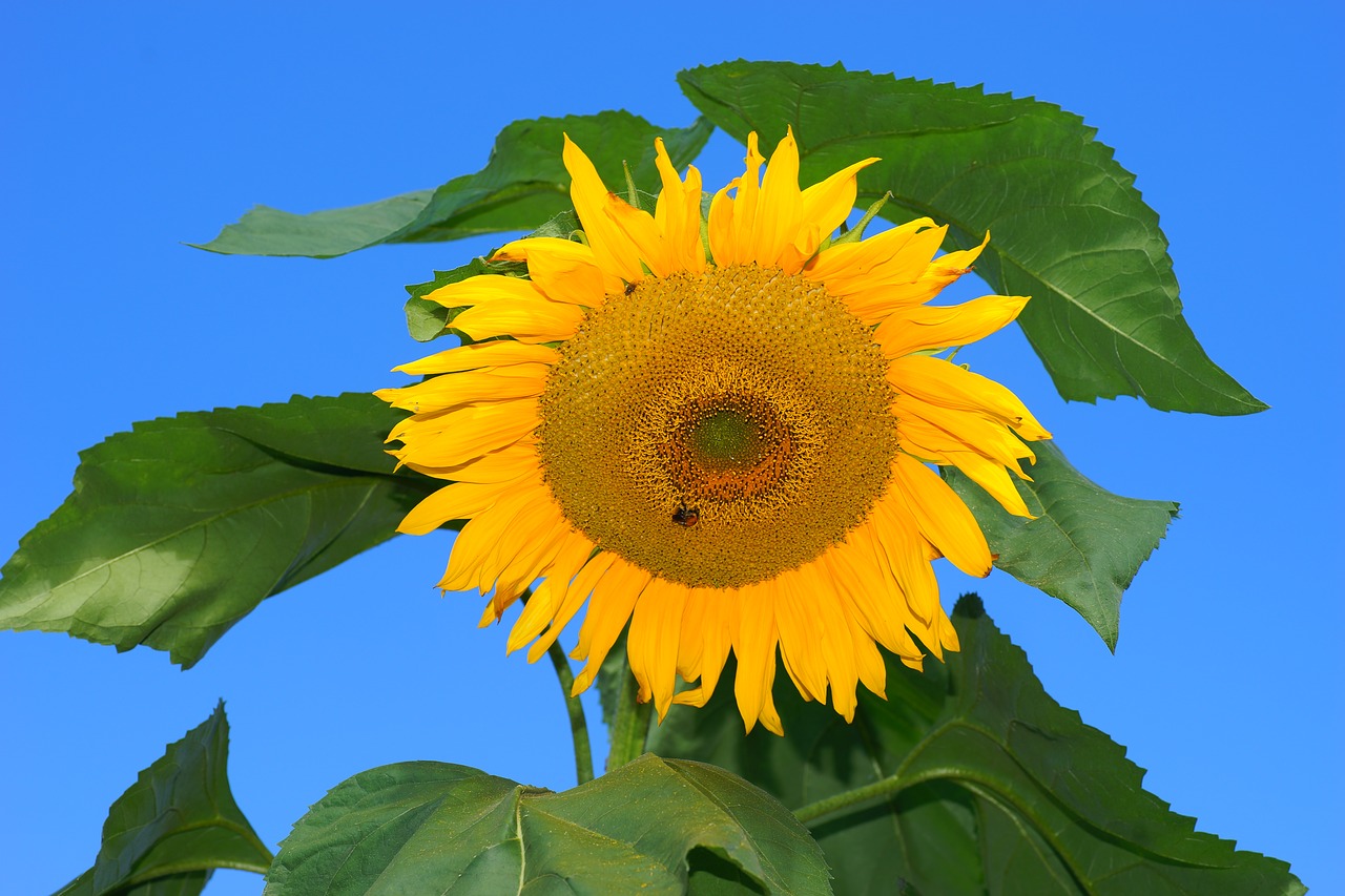 sun flower blossom bloom free photo