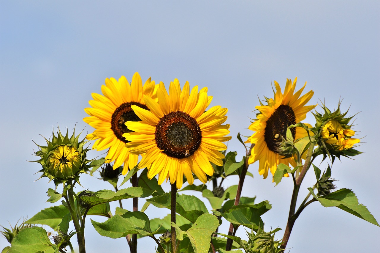 sun flower flower yellow flower free photo