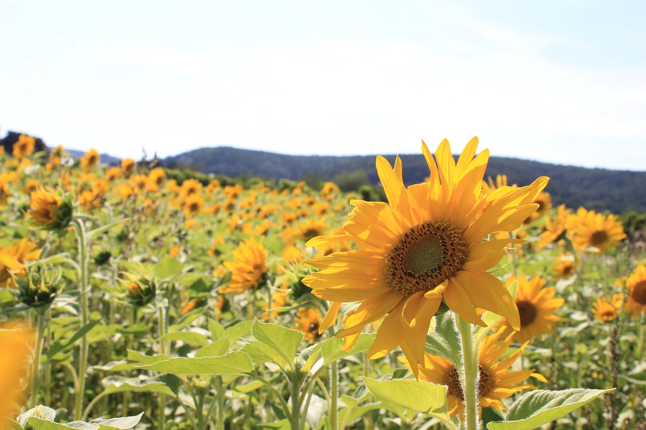 sun flower sunflower field bloom free photo