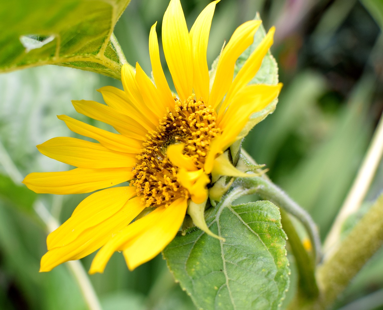 sun flower summer yellow free photo