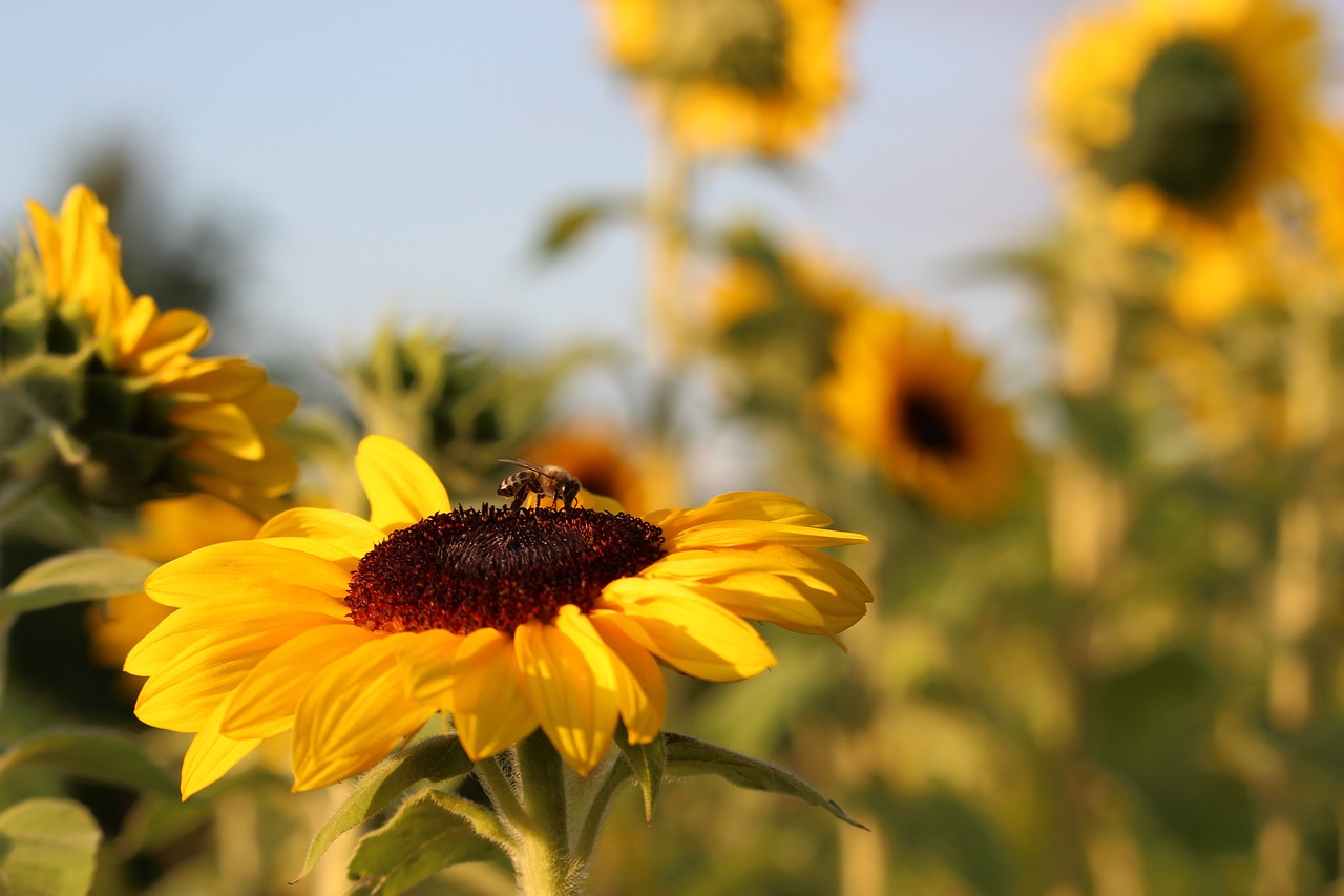 sun flower sunflower golden hour free photo