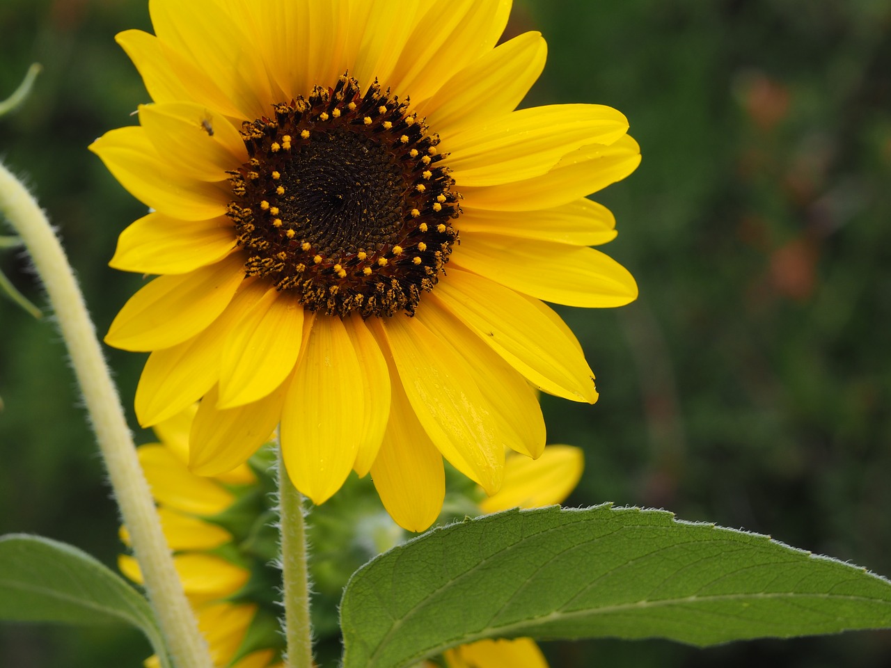 sun flower yellow flower free photo