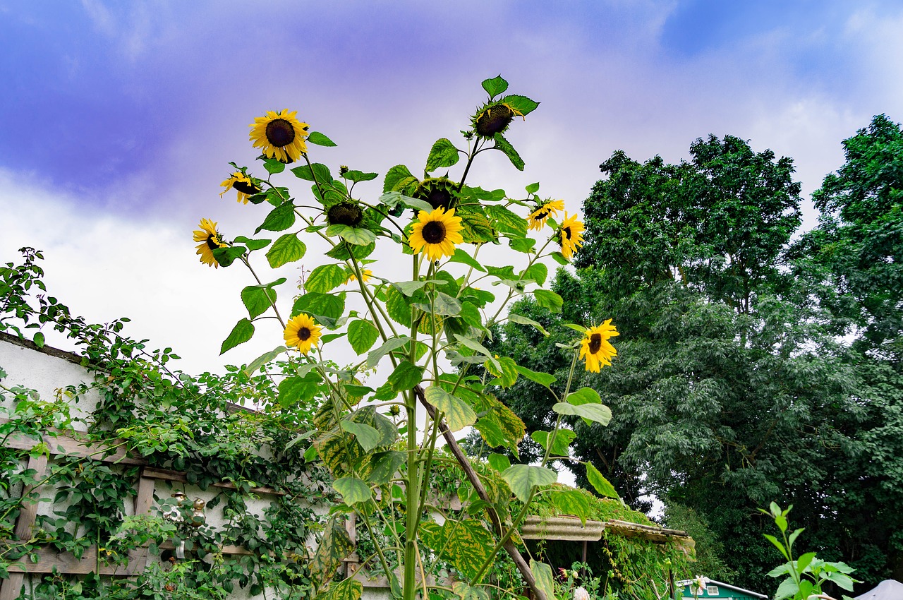 sun flower summer garden free photo