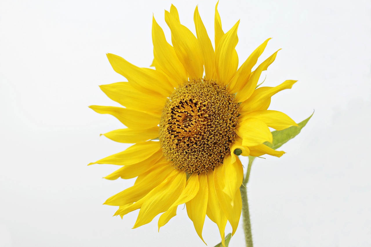 sun flower helianthus flower free photo