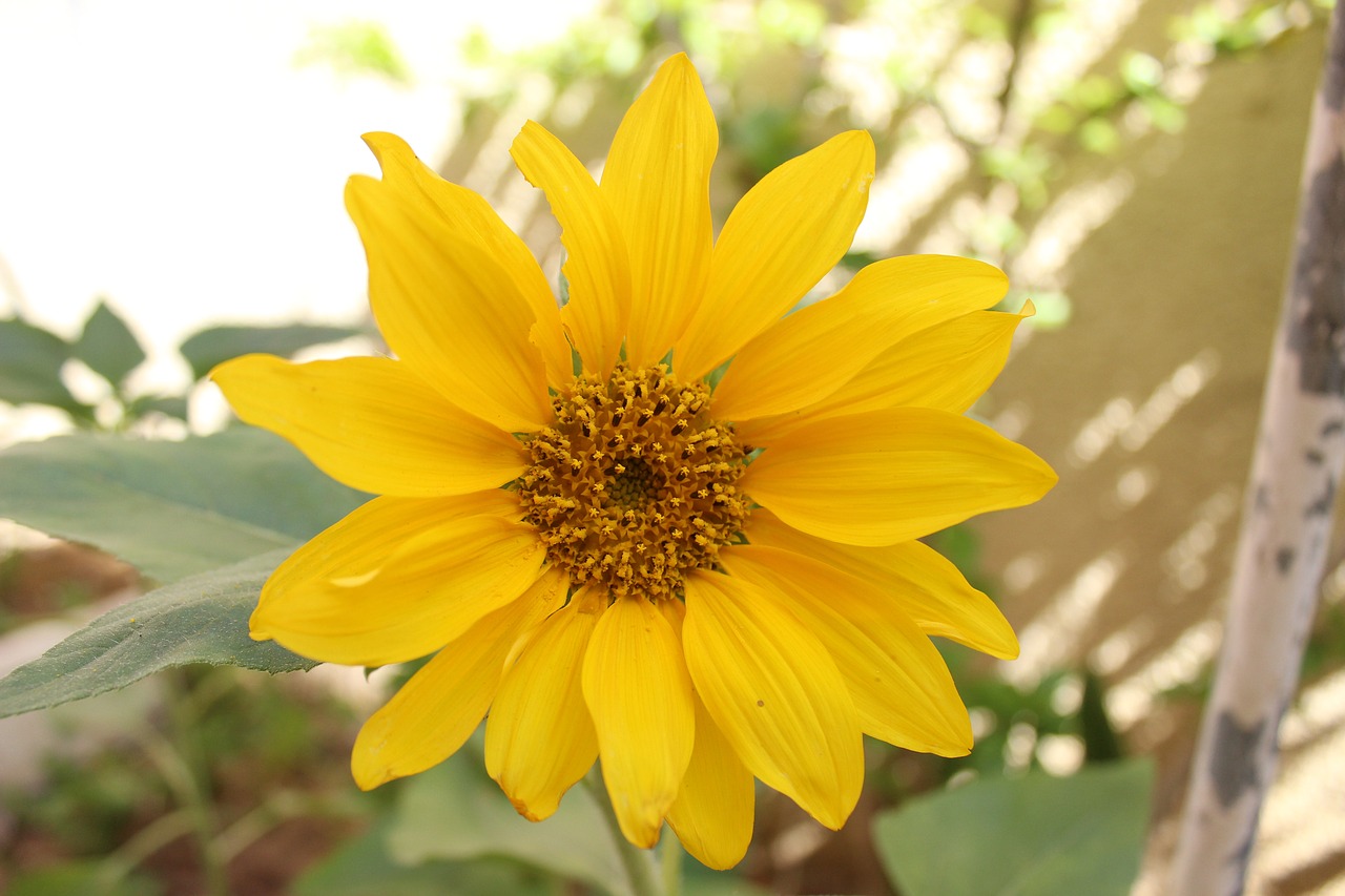 sun flower nature garden free photo