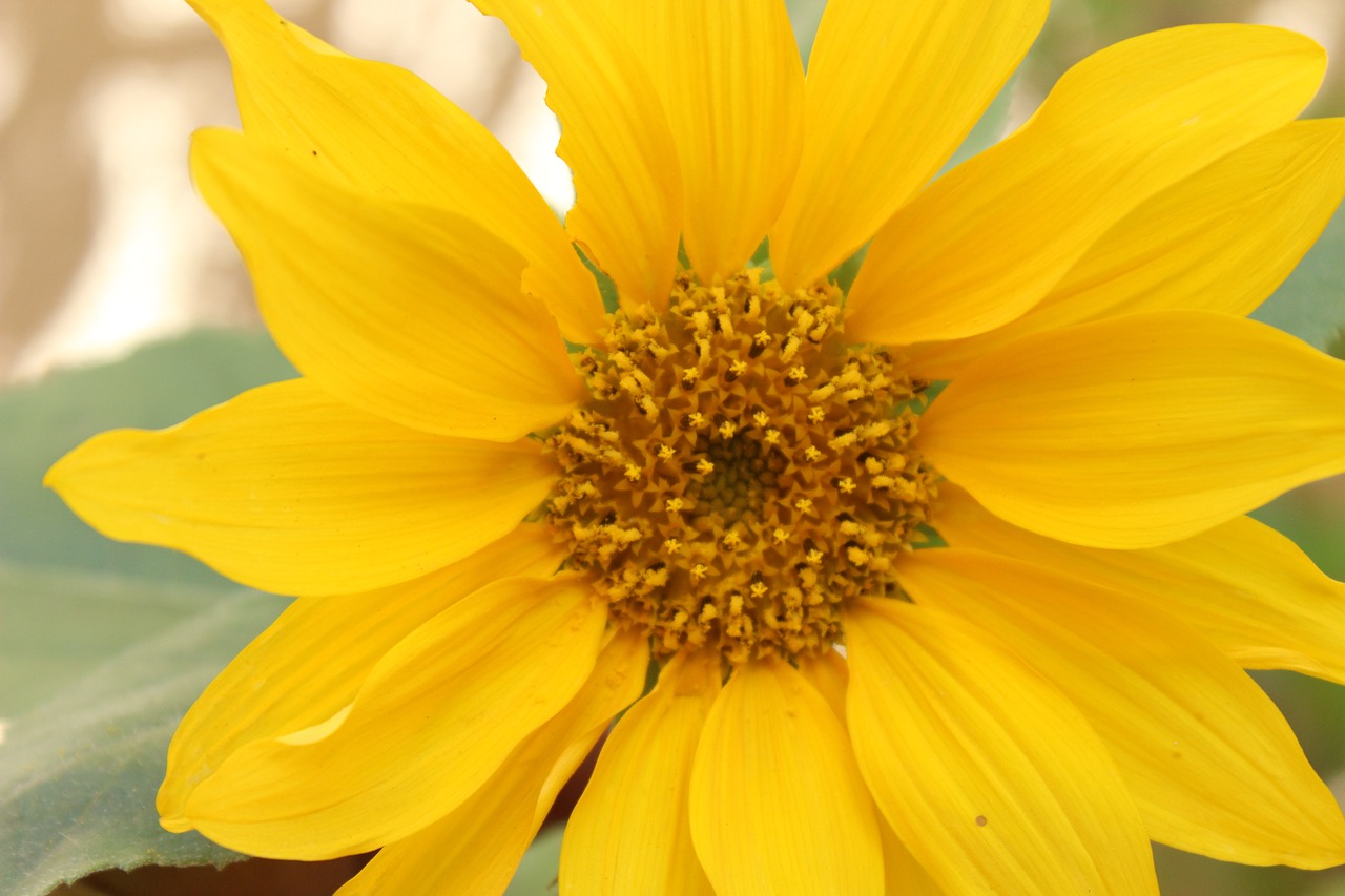 sun flower nature garden free photo