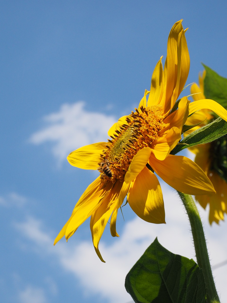 sun flower flower blossom free photo