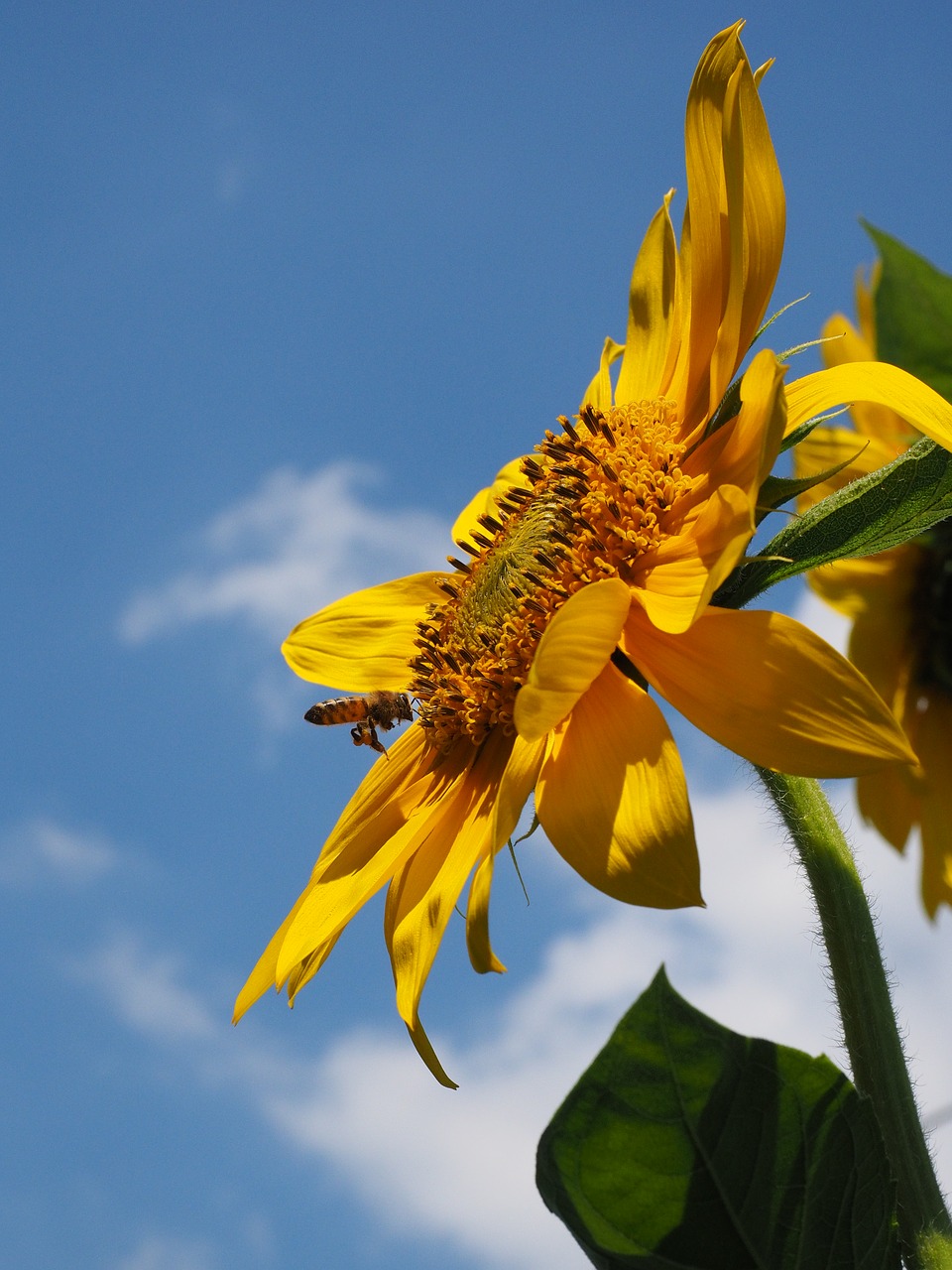 sun flower pollination bee free photo