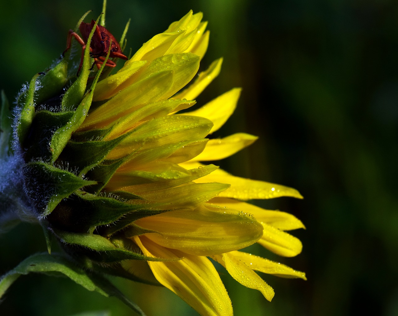 sun flower morgentau leaf bug free photo