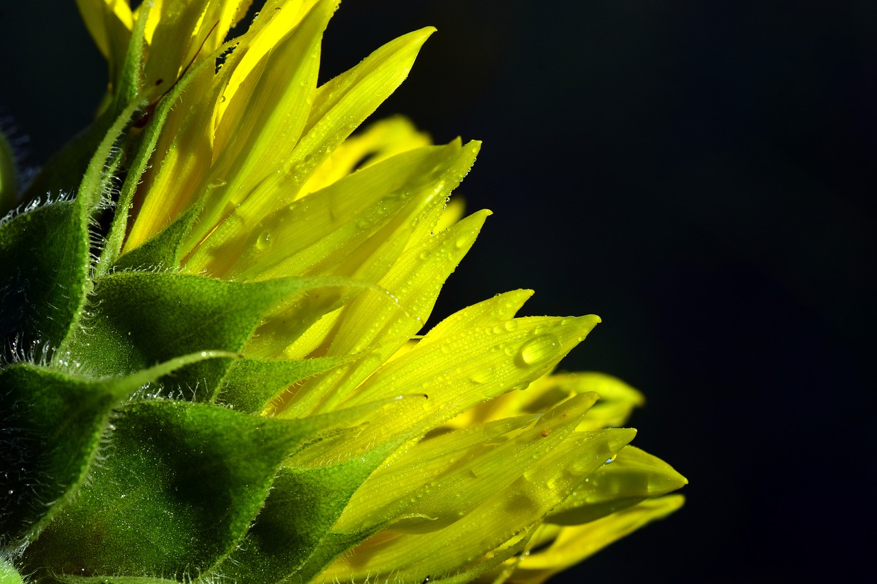 sun flower dew morgentau free photo