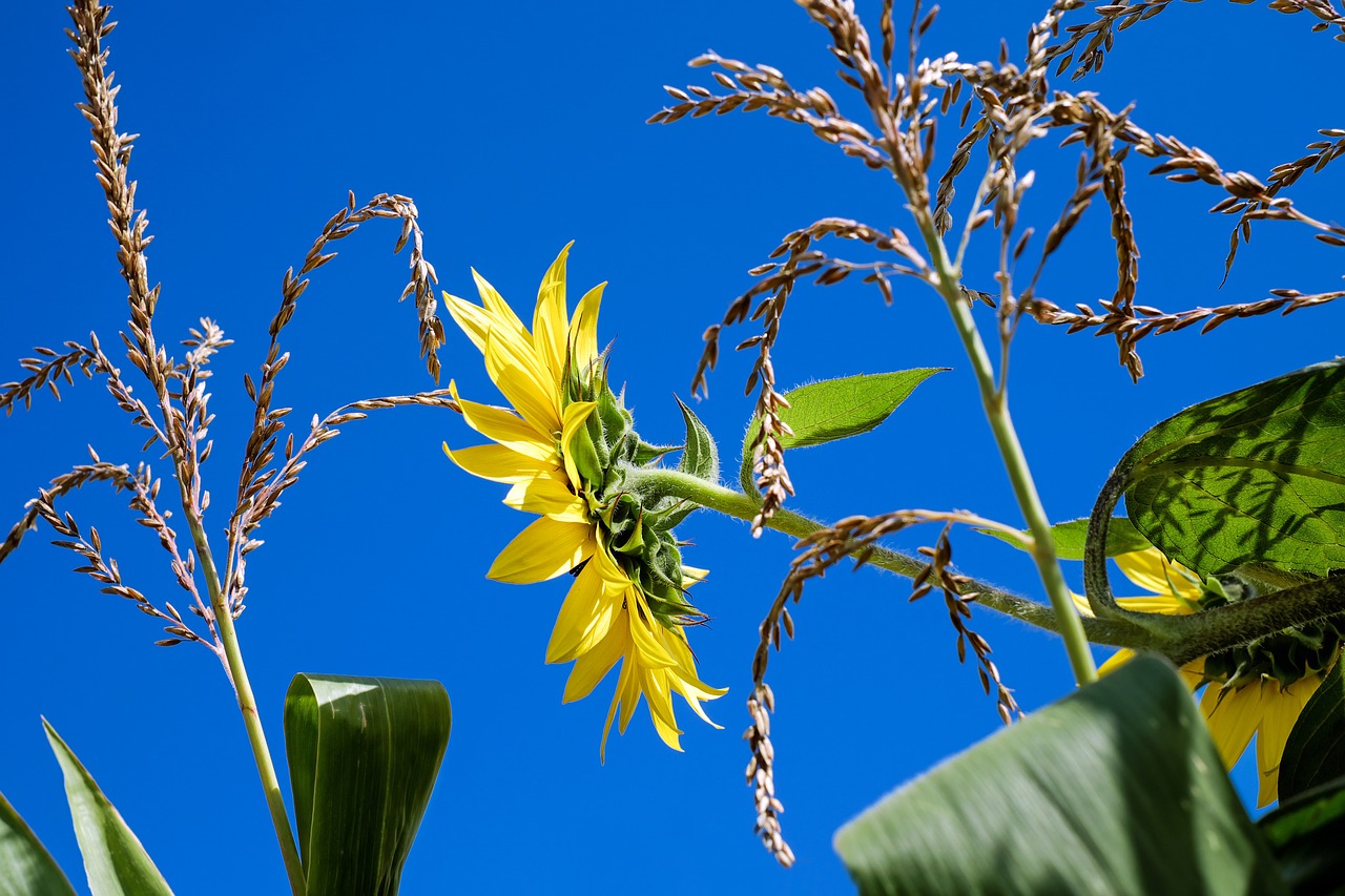 sun flower helianthus flower free photo