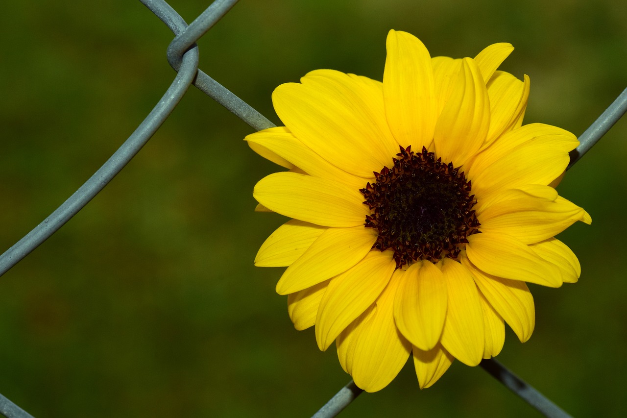 sun flower fence wire fence free photo