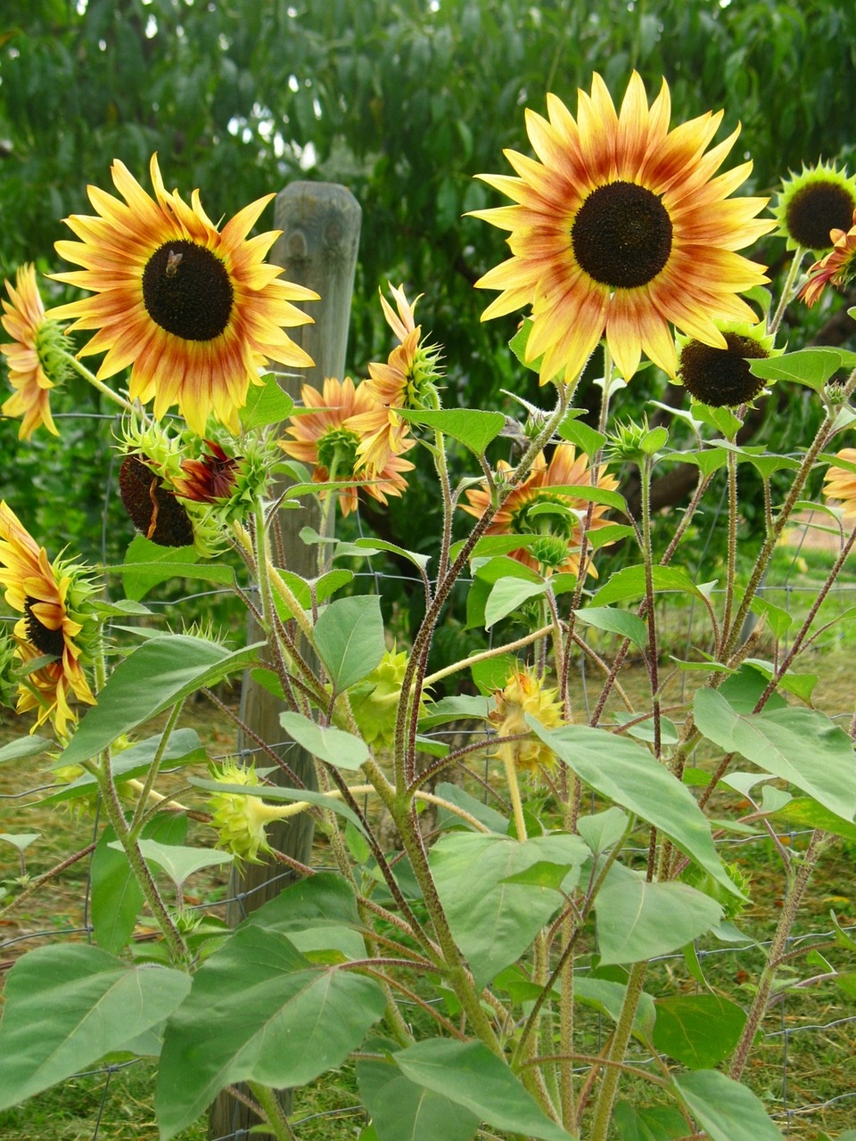 sun flower summer bloom free photo