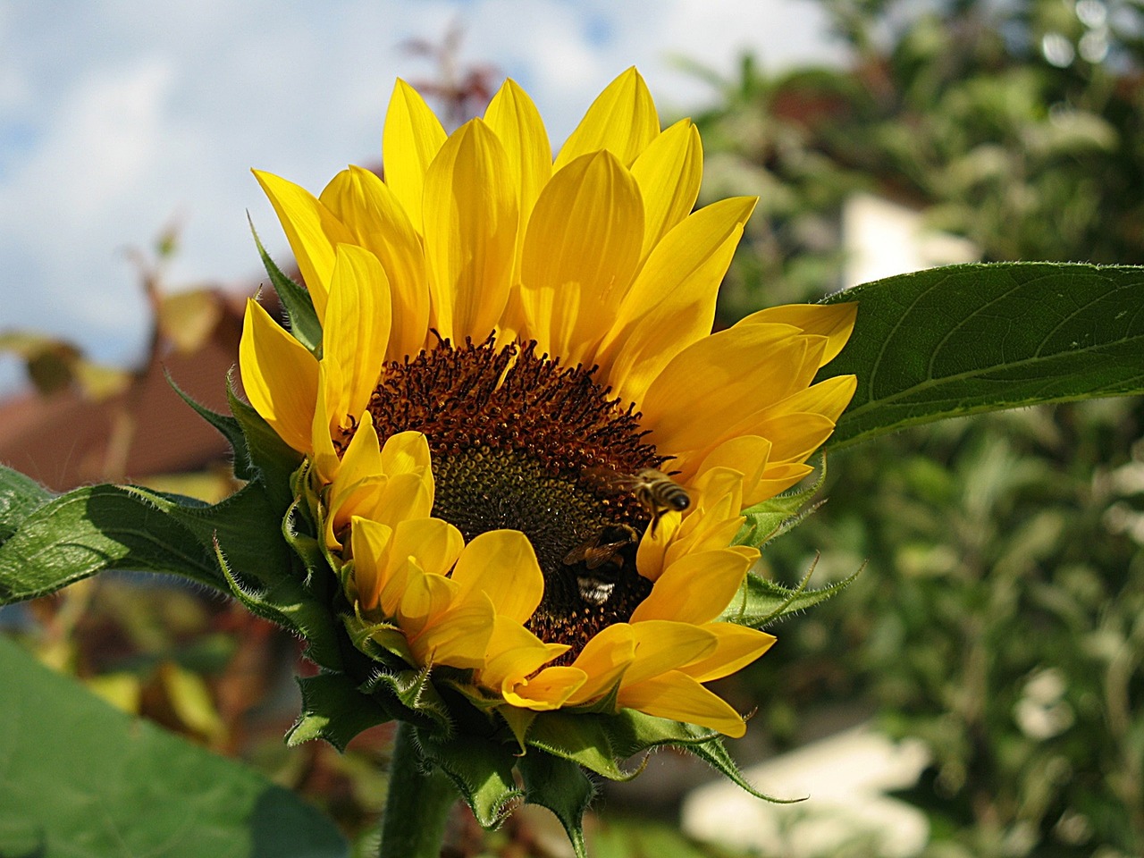 sun flower summer bloom free photo