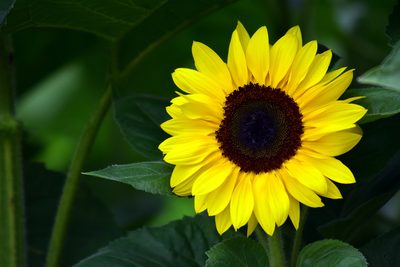 sun flower yellow blossom free photo