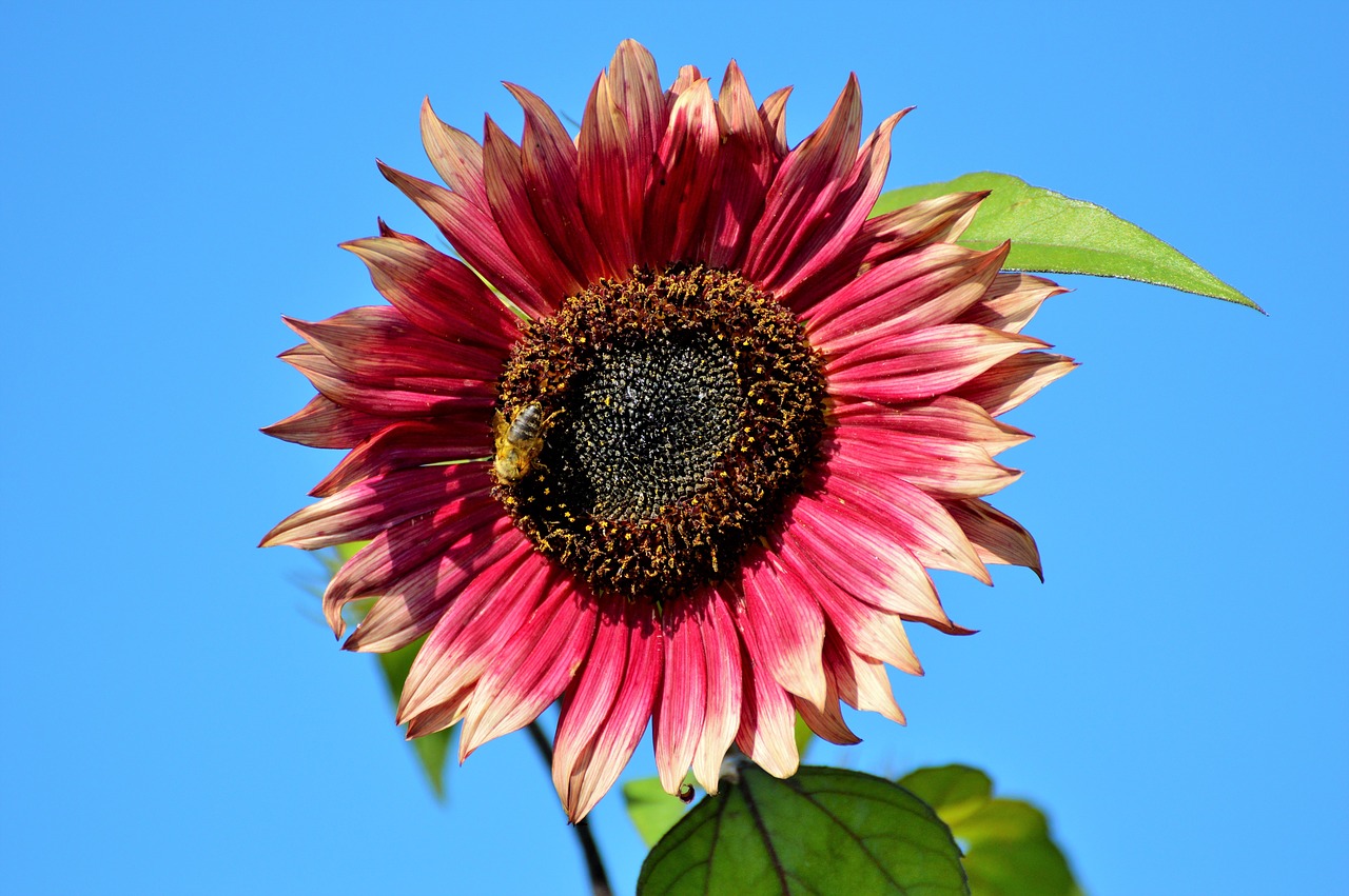 sun flower flower flowers free photo