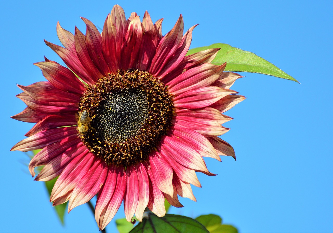 sun flower flower flowers free photo