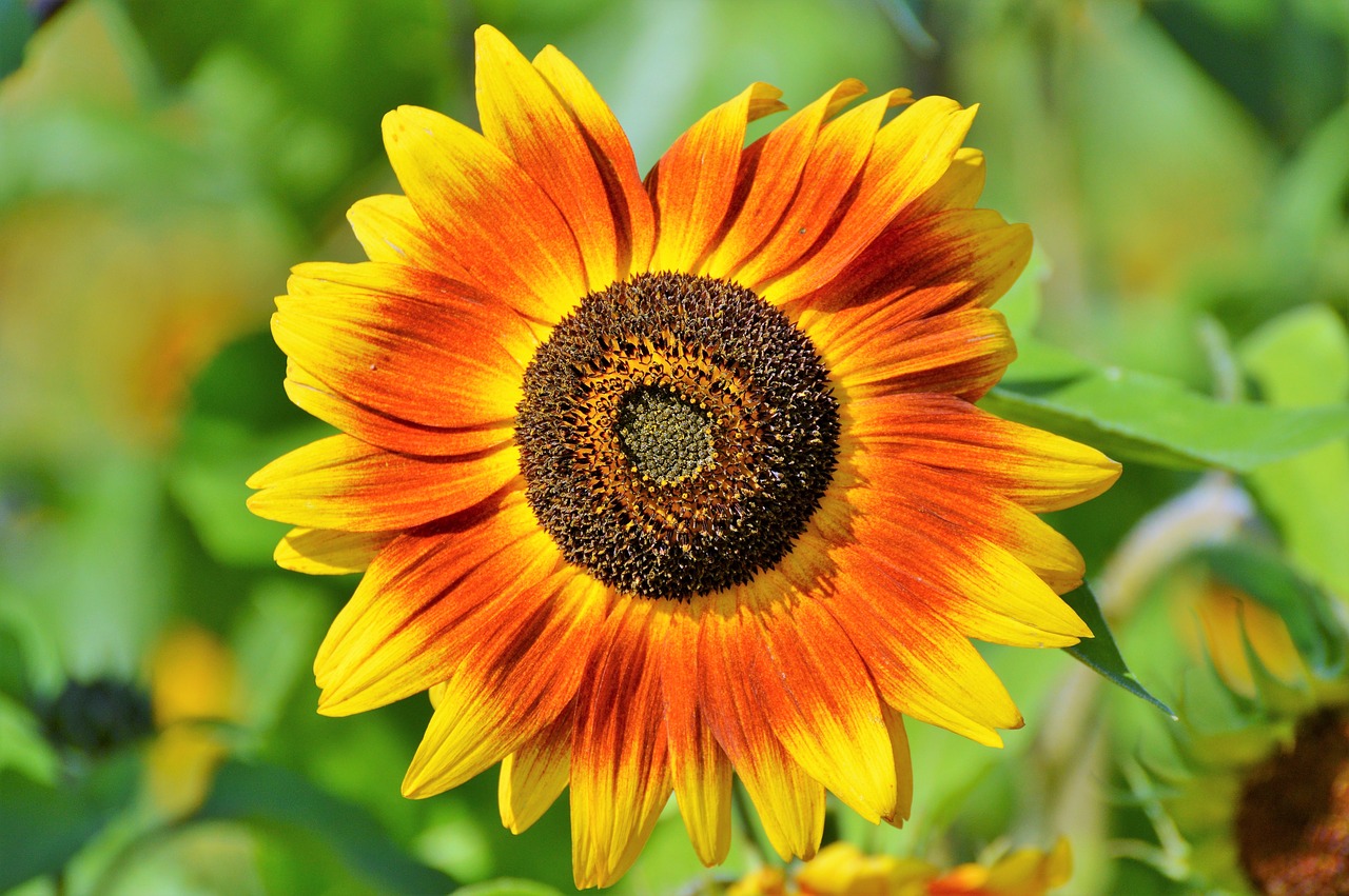 sun flower flower flowers free photo