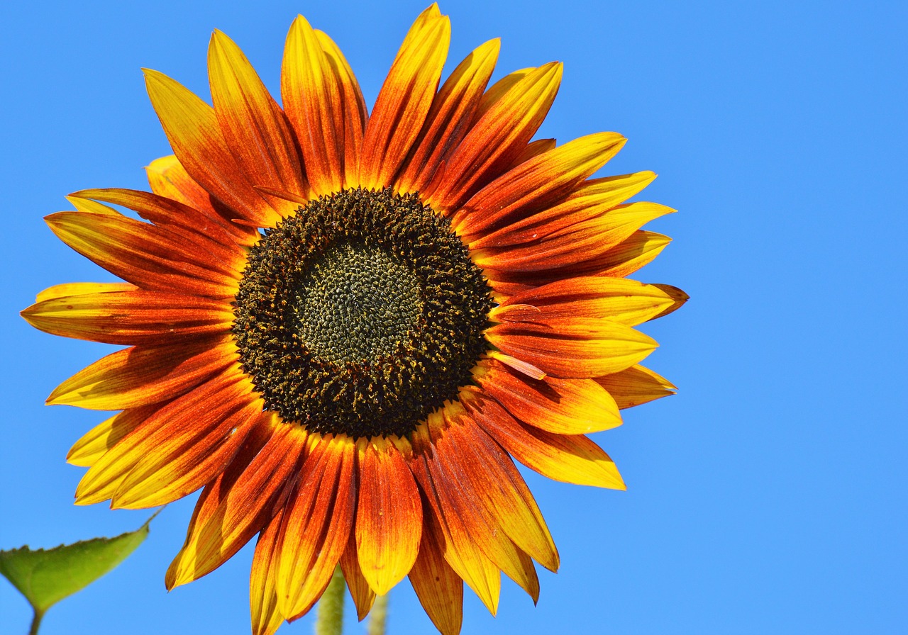 sun flower flower flowers free photo