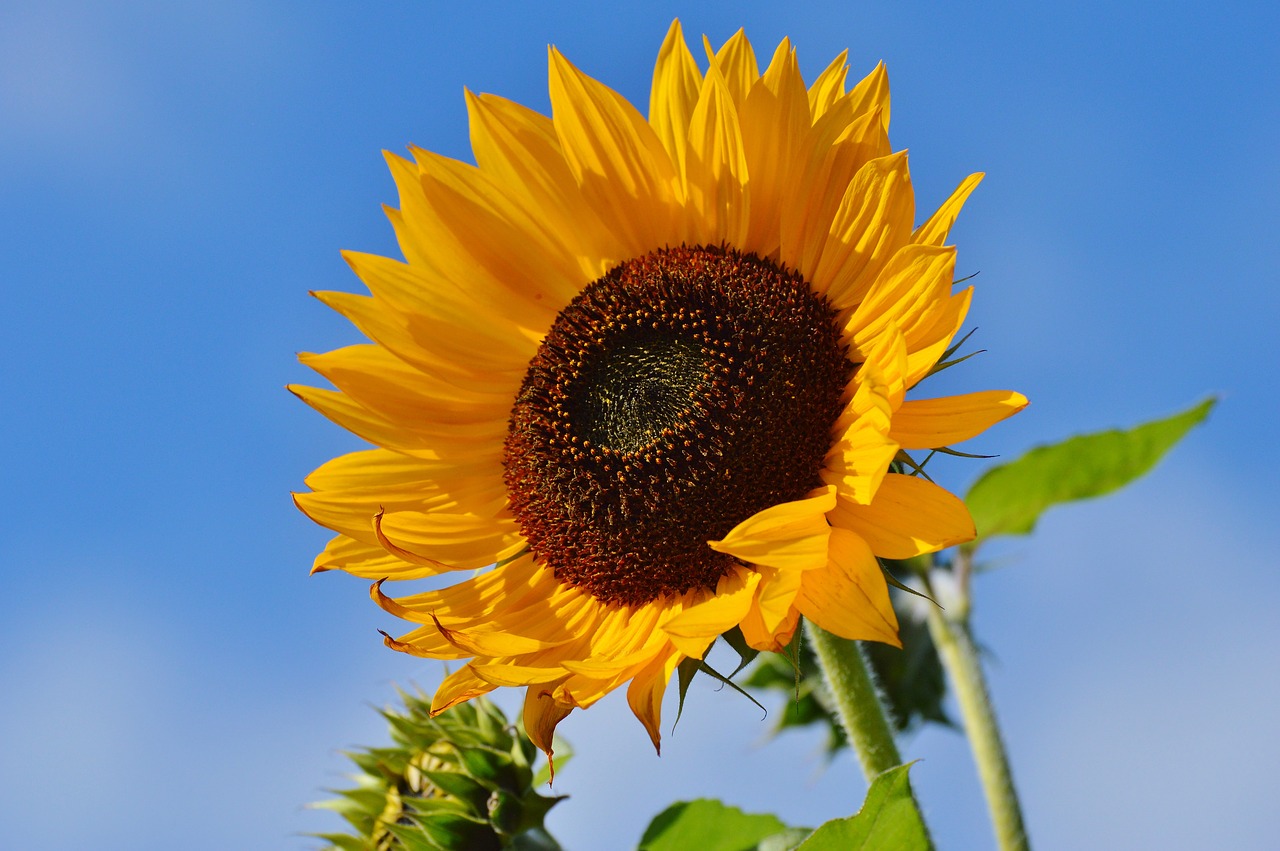 sun flower flower flowers free photo