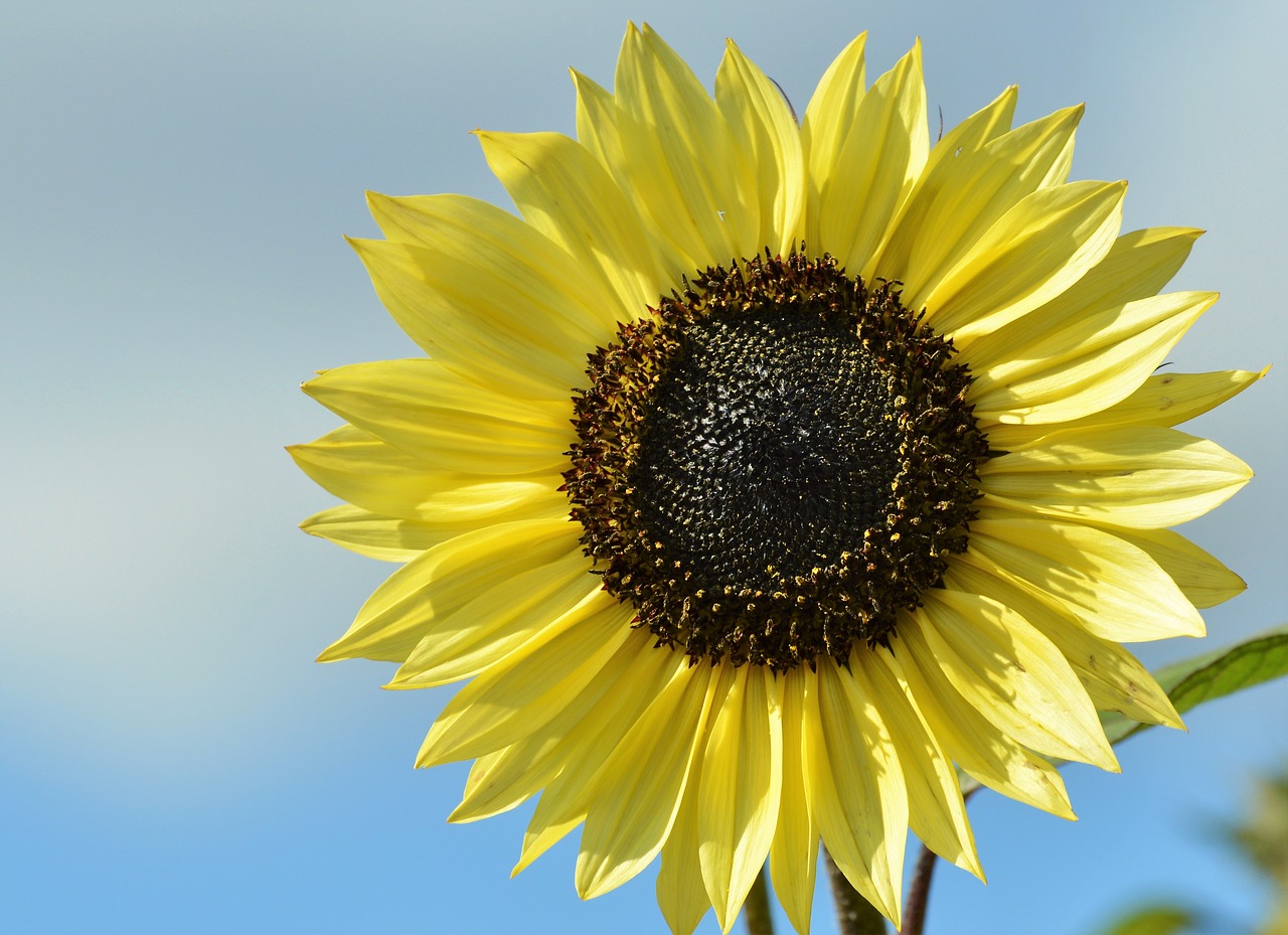 sun flower flower flowers free photo