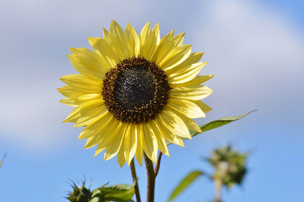 sun flower flower flowers free photo