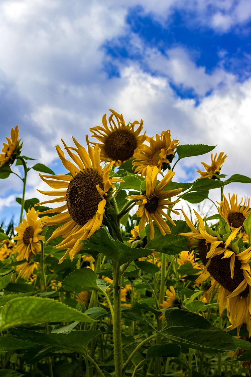 sun flower field yellow free photo