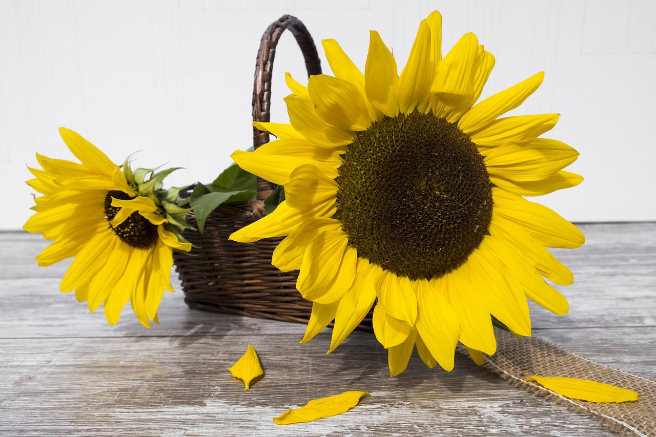 sun flower flower plant free photo