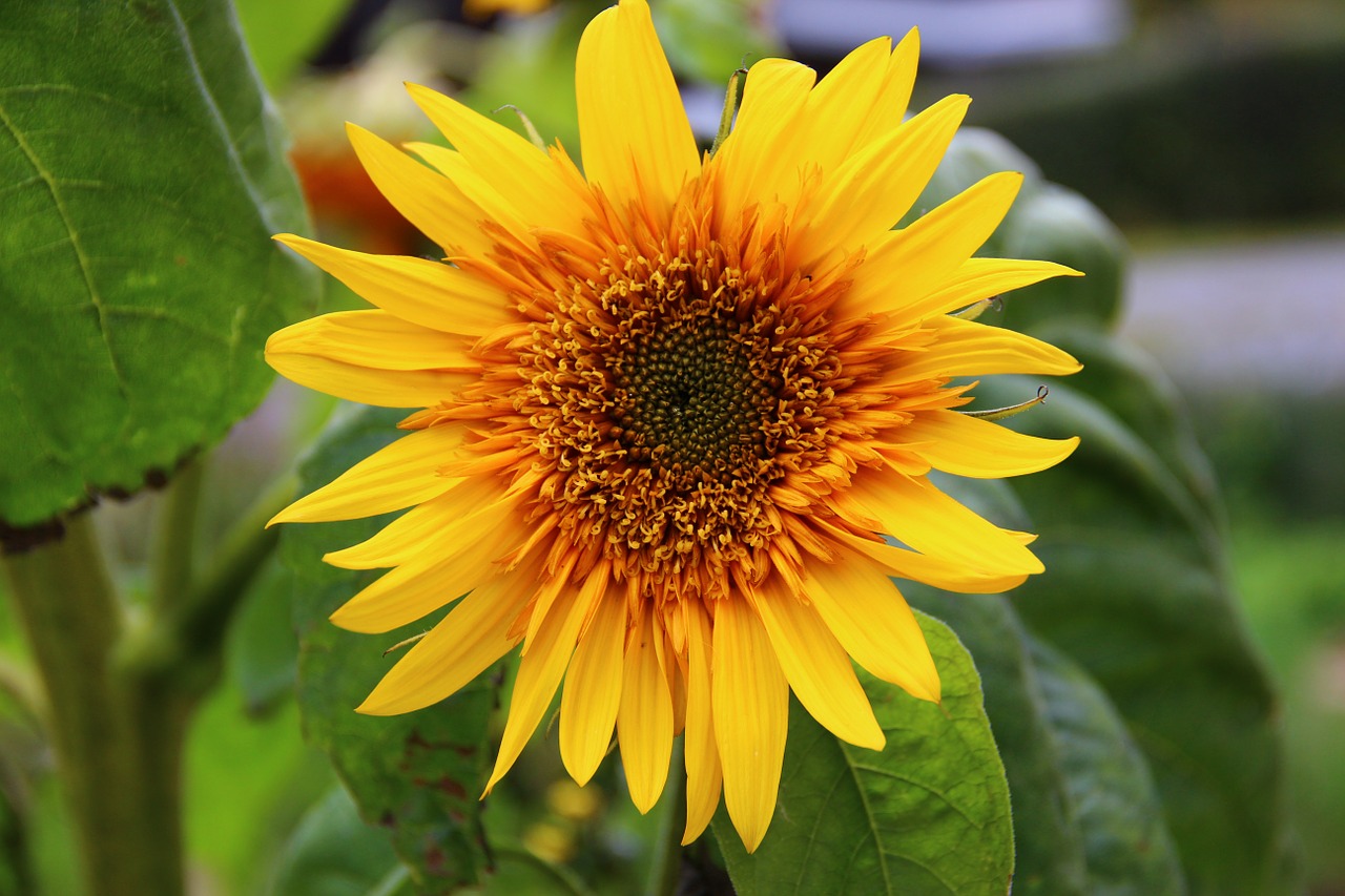 sun flower flower blossom free photo