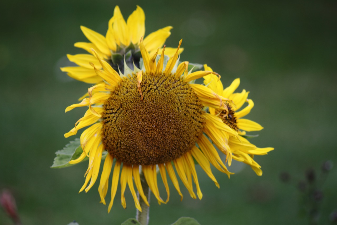 sun flower yellow blossom free photo