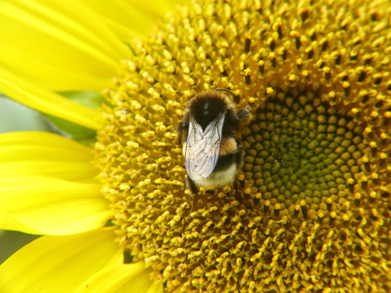 sun flower bee yellow free photo