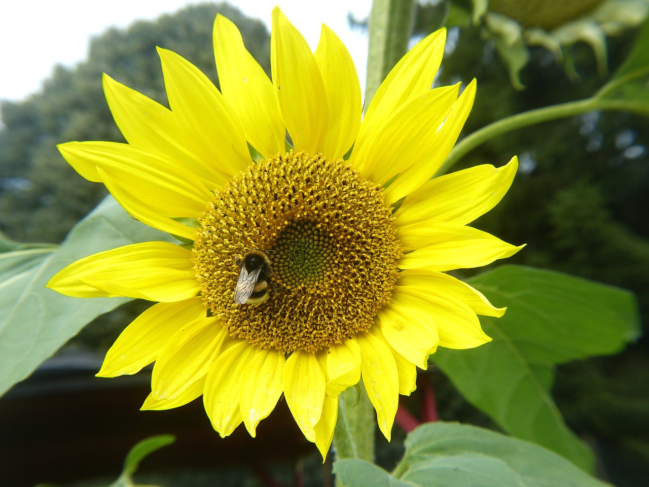 sun flower yellow bee free photo