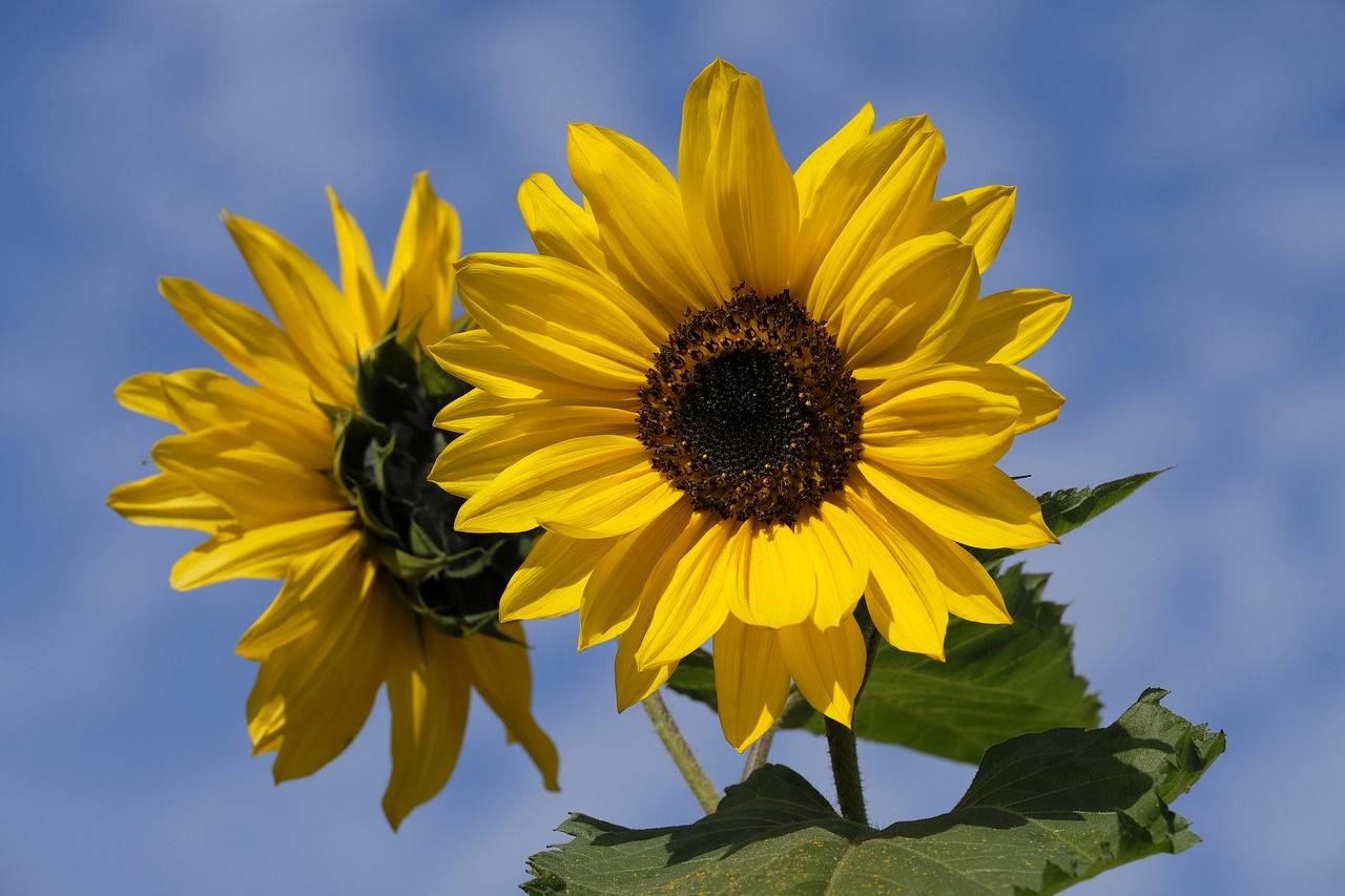 sun flower flower blossom free photo