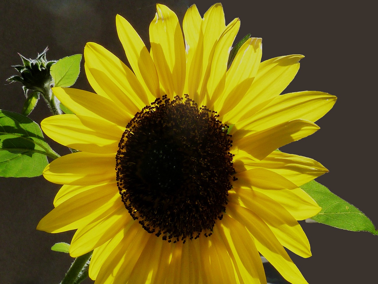 sun flower autumn yellow free photo