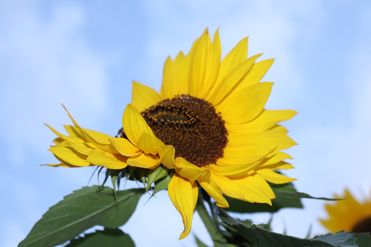 sun flower sky yellow free photo