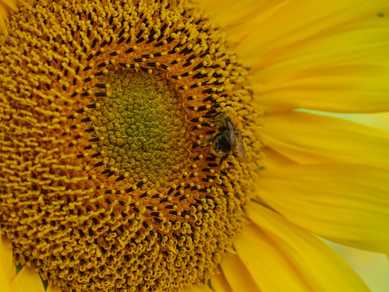 sun flower bee pollination free photo