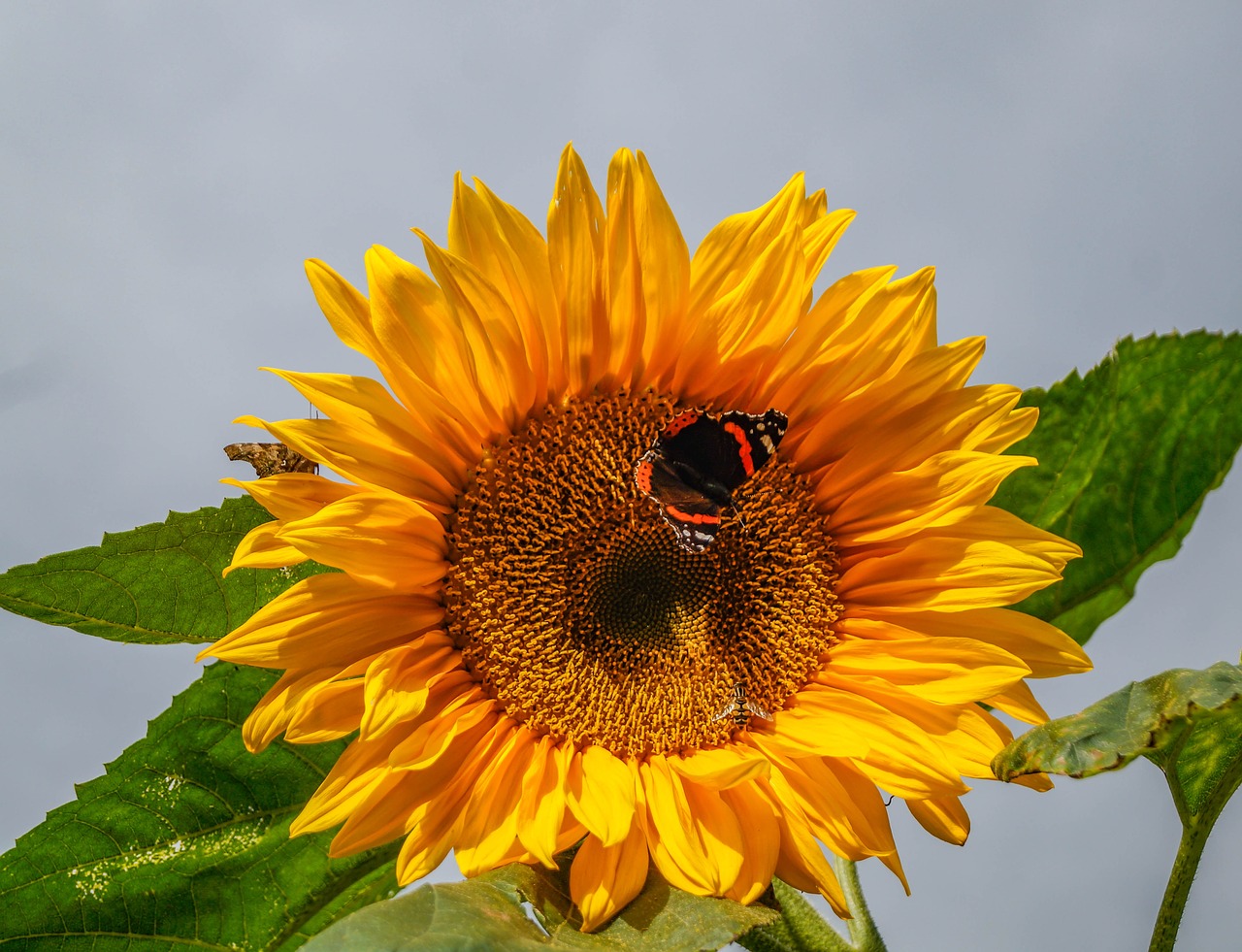 sun flower butterfly close free photo