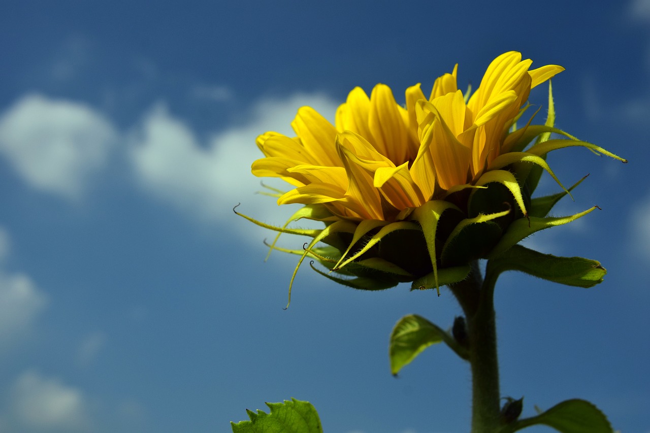 sun flower sky blue free photo